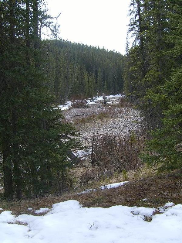 Beautiful pine trees in the snow, Calgary Canada