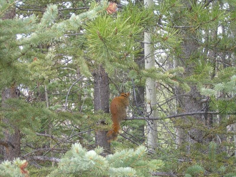 Beautiful squirrel in the trees, Calgary Canada