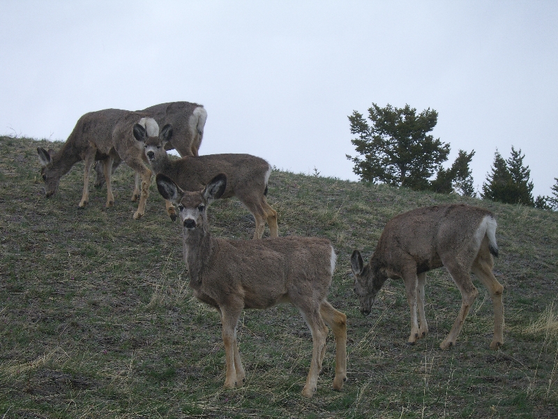 Group of deer on the hills, Canada