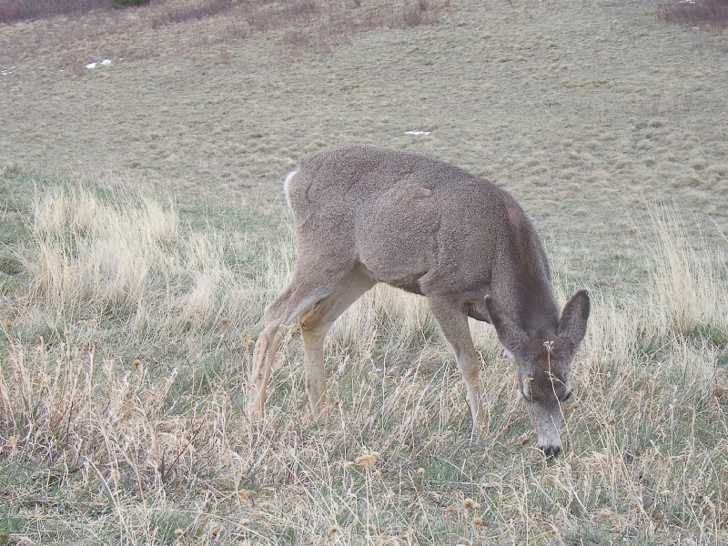 A grazing deer alongside the road, Canada