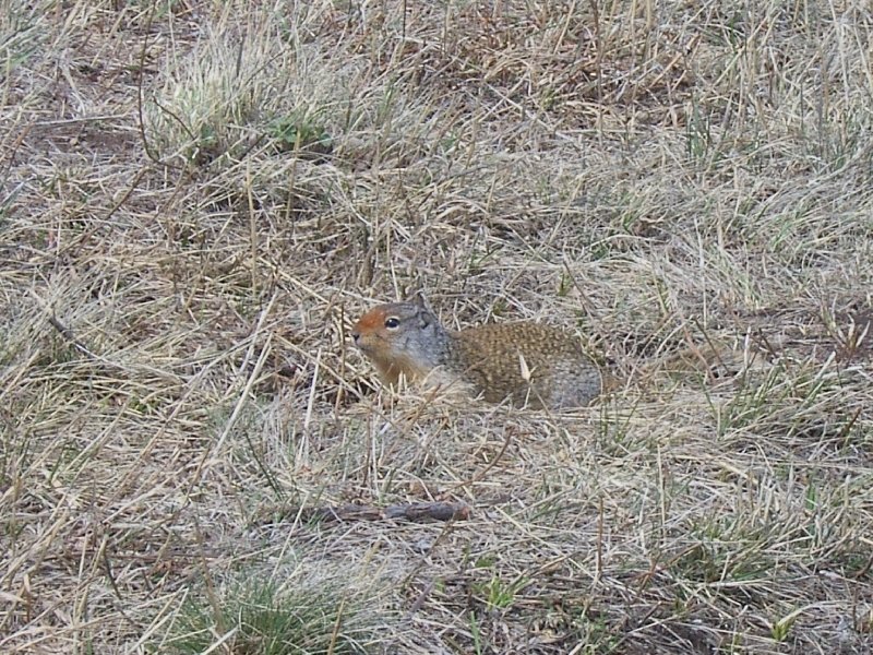 Pictures of a squirrel, Canada