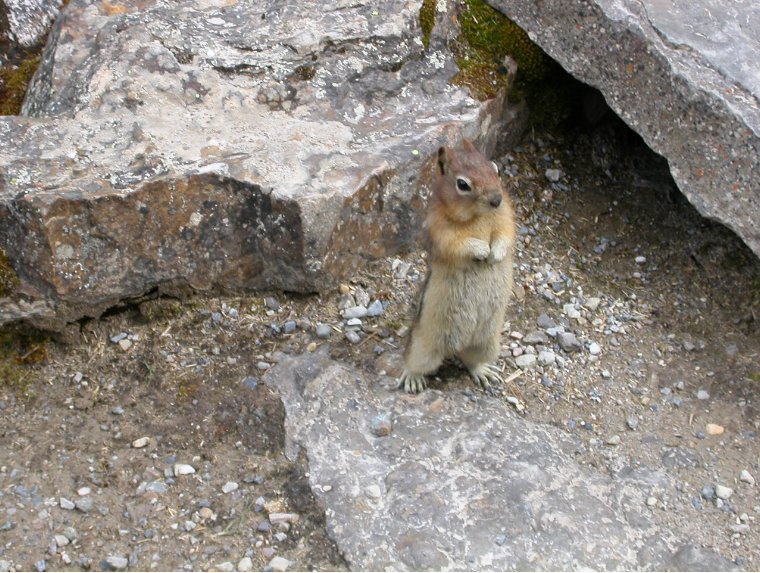 A little squirrel!, Calgary Canada