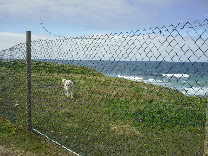 Maremma dog in Portland, Australia