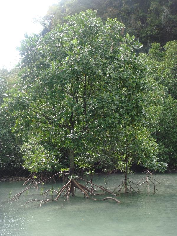 The mangrove trees , Thailand