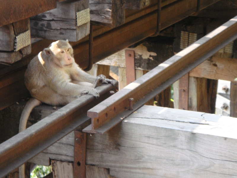 Monkey on the River Kwai , Kanchanaburi Thailand