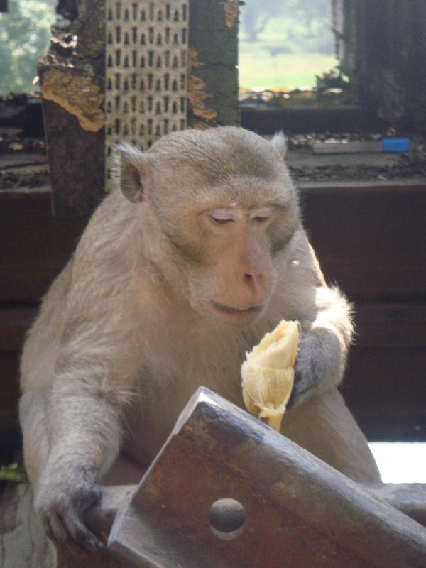 Monkey at Railway Station, Kanchanaburi Thailand