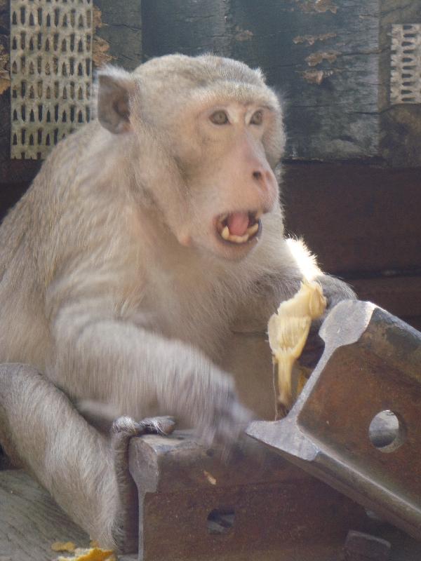 Wild Monkey in Kanchanaburi, Kanchanaburi Thailand