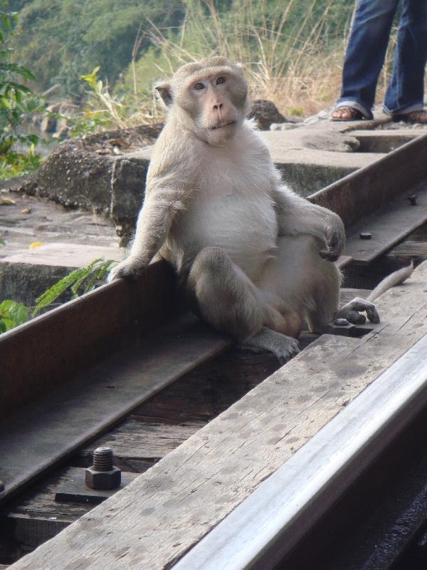 Pictures of a Thai monkey, Kanchanaburi Thailand