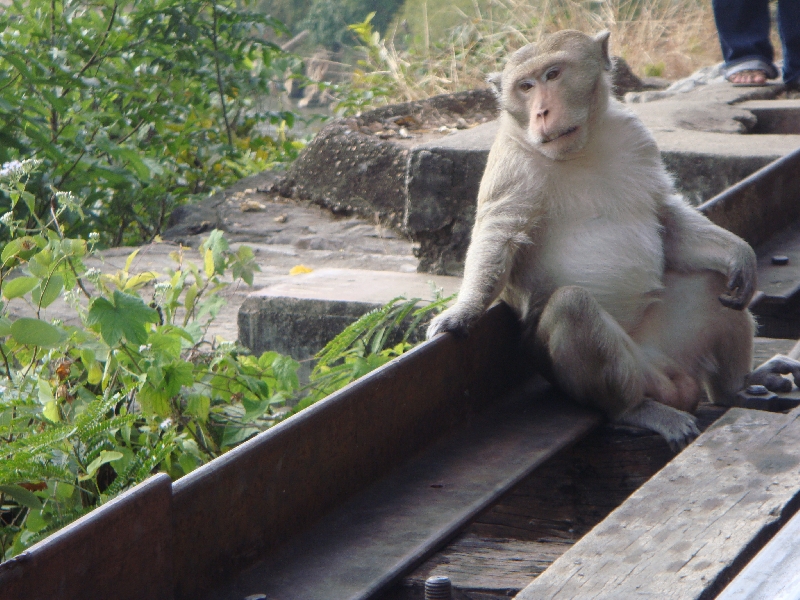 Monkey in Kanchanaburi, Kanchanaburi Thailand