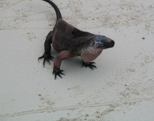 Photo of an iguana at the Bahamas., Nassau Bahamas