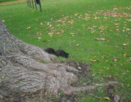 Photo of a Black Squirrel in Niagara Falls., Niagara Falls Canada