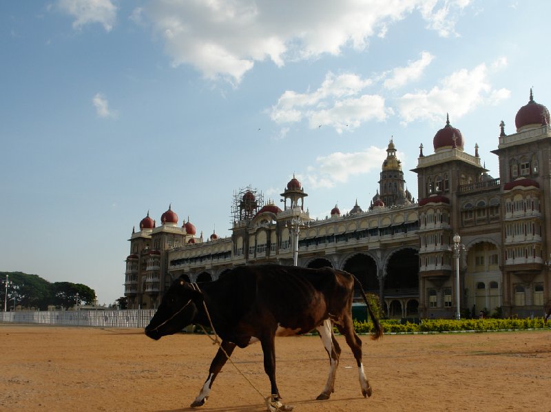 Indian cow posing in front of the Mysore Palace., India