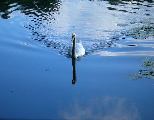 Beautiful swan in Nottingham, United Kingdom., Nottingham United Kingdom