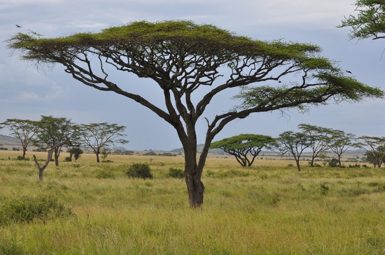 Beautiful trees in Serengeti National Park in Tanzania, Mara Tanzania
