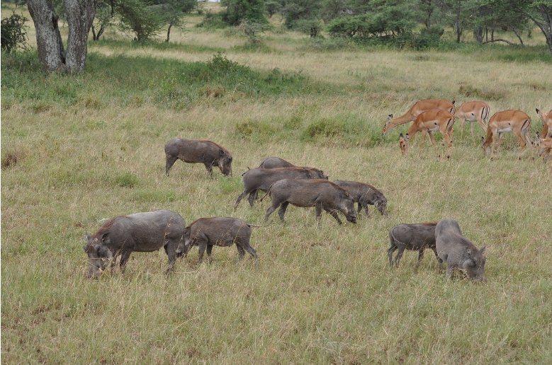 Photos of warthogs and antilopes in Serengeti National Park in Tanzania , Tanzania