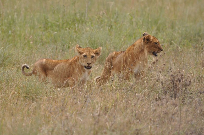 Photos of lion cubs in Serengeti National Park in Tanzania, Mara Tanzania