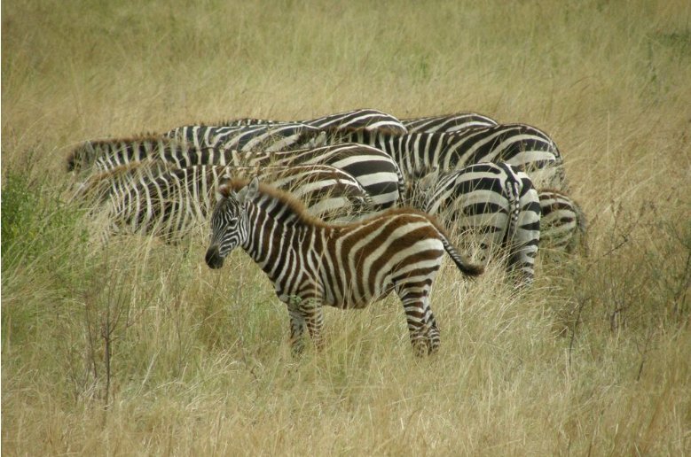Zebra photos Serengeti National Park in Tanzania, Tanzania