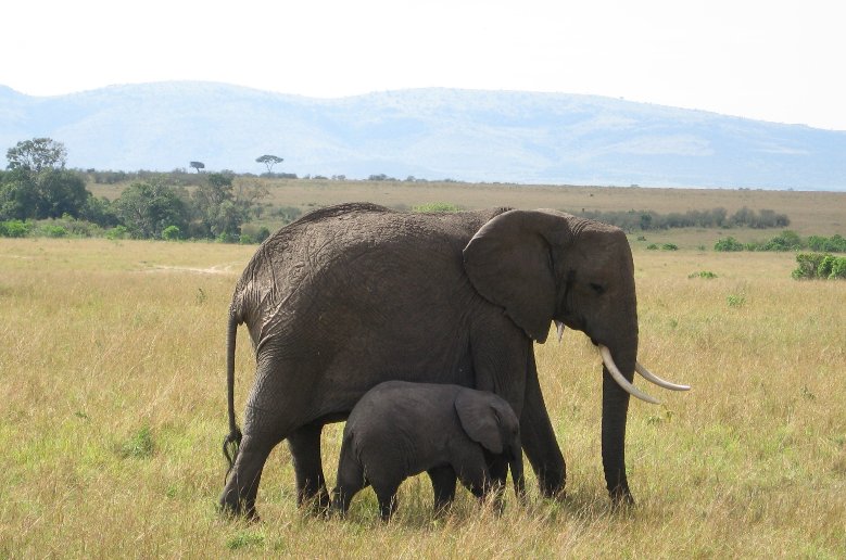 Baby elephant in Serengeti National Park in Tanzania, Mara Tanzania