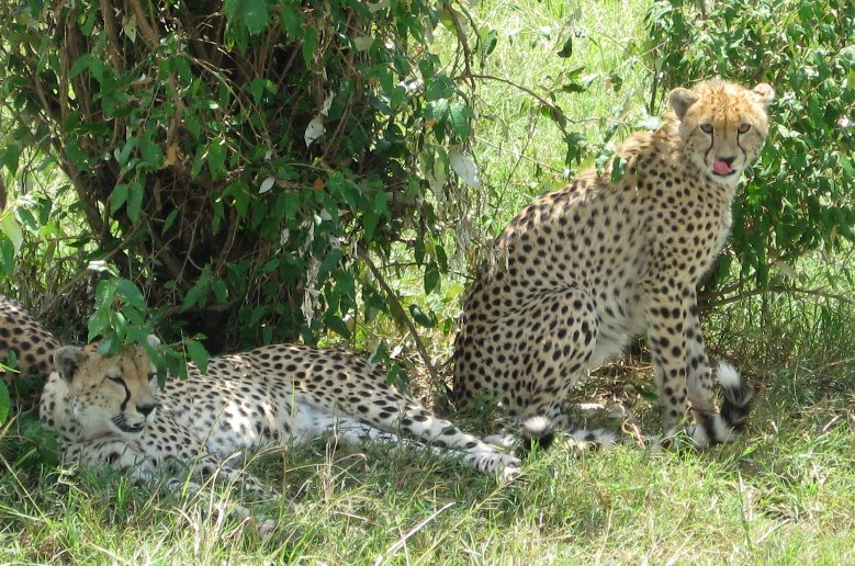 Leopards spotted on a game drive in Serengeti National Park in Tanzania, Tanzania
