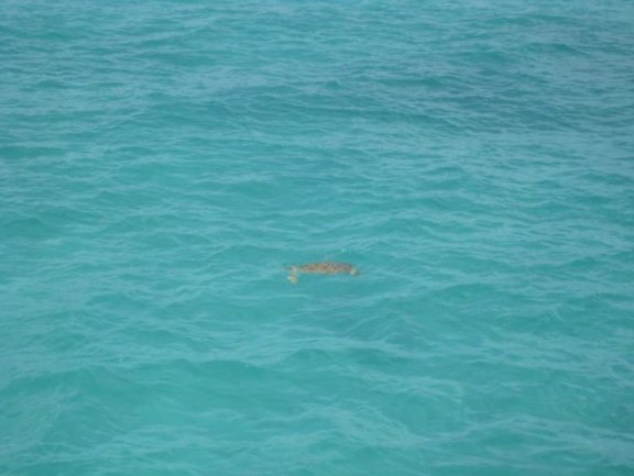 Photo of a turtle in Bermuda, Hamilton Bermuda