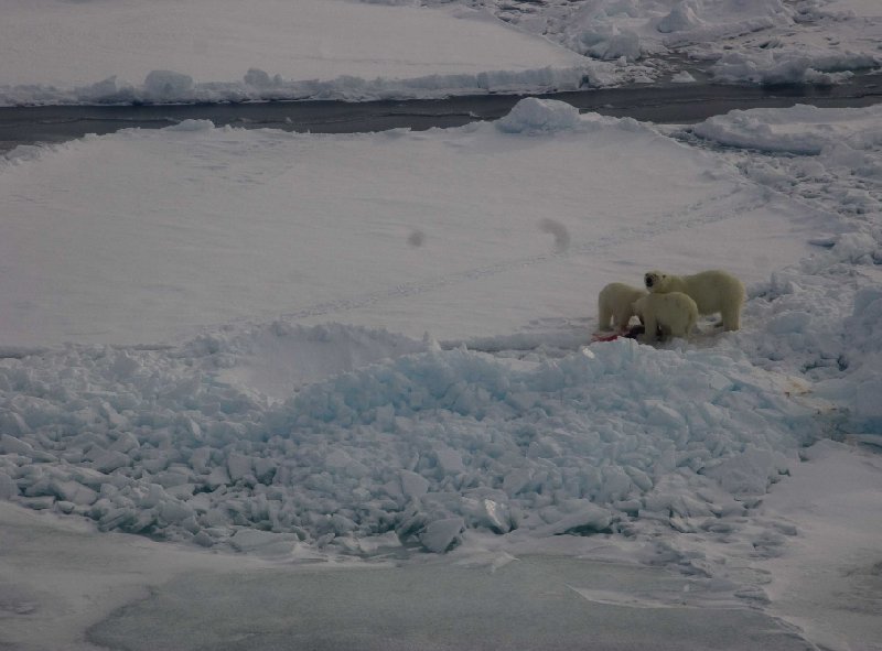 Polar bears in Greenland, Greenland