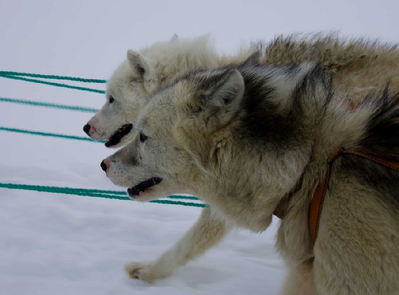 Husky dogs in Tasiilaq, Greenland, Greenland