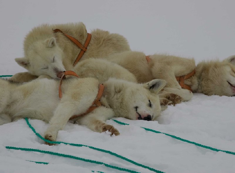 Pictures of the resting husky dogs in Greenland, Tasiilaq Greenland