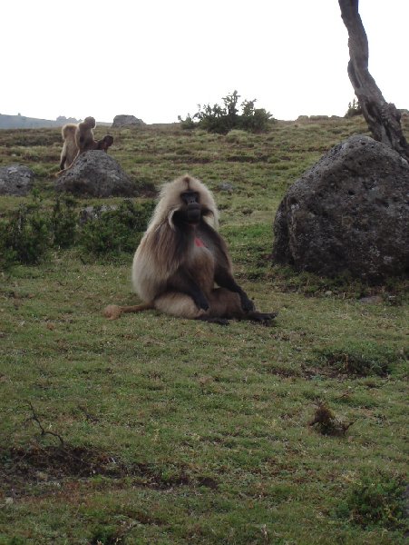 Photos of the Gelada Baboons in Simien Mountains NP, Ethiopia, Gondar Ethiopia
