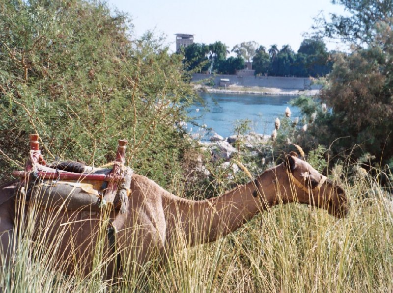 Camel ride along the Nile River, Sudan, Sudan
