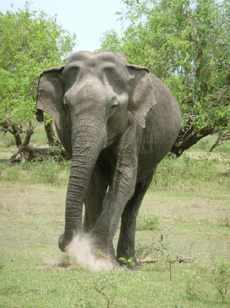 Photo of an elephant in the Yala National Park, Sri Lanka, Sri Lanka