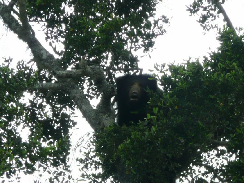 Bear in a tree, Yala National Park, Sri Lanka, Sri Lanka