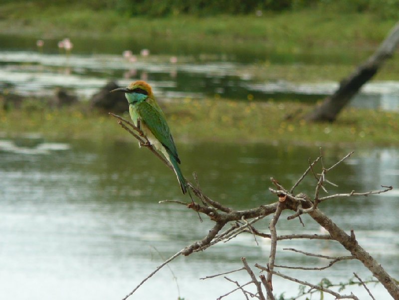 Little bird in the Yala National Park, Sri Lanka, Tissa Sri Lanka