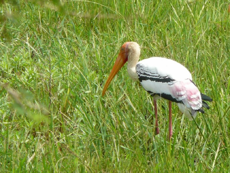 Birdlife in the Yala National Park, Sri Lanka, Sri Lanka