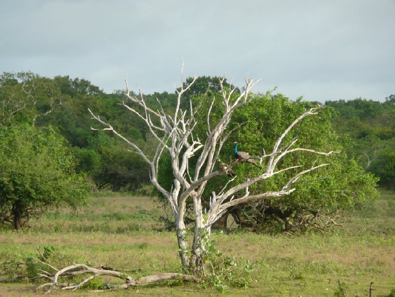 Beautiful trees in the Yala National Park, Sri Lanka, Tissa Sri Lanka