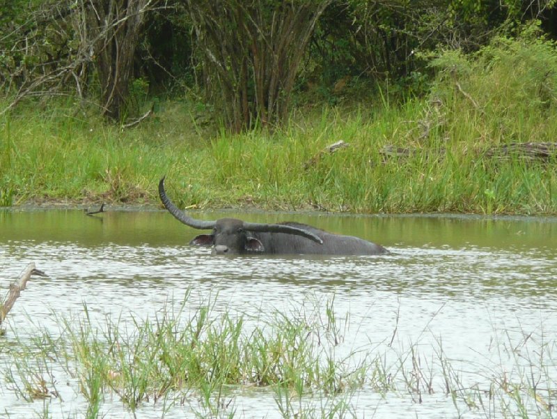 Wildlife Safari in the Yala National Park, Sri Lanka, Tissa Sri Lanka