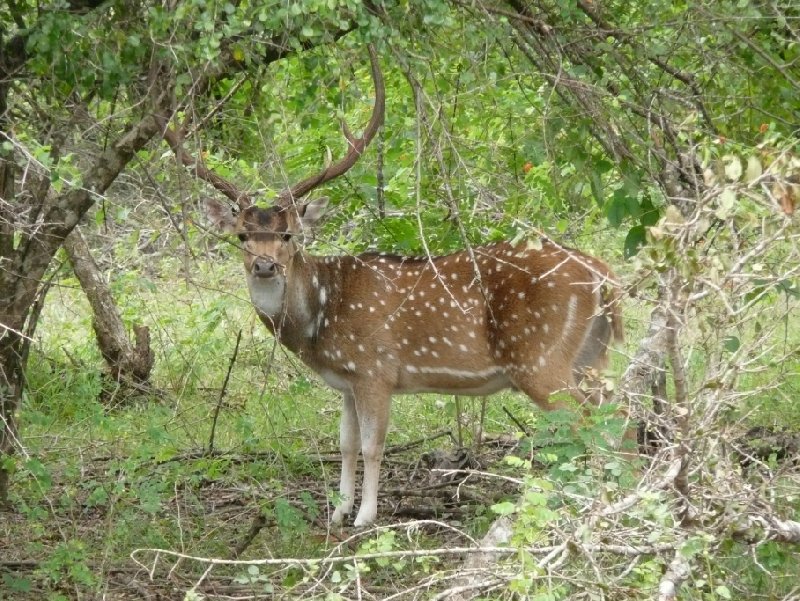 Picture of a deer in the Yala National Park, Sri Lanka, Sri Lanka