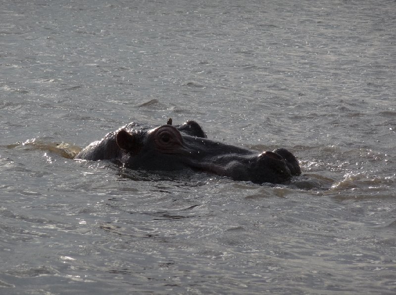 Hippo's in Liwonde National Park Malawi Travel Adventure