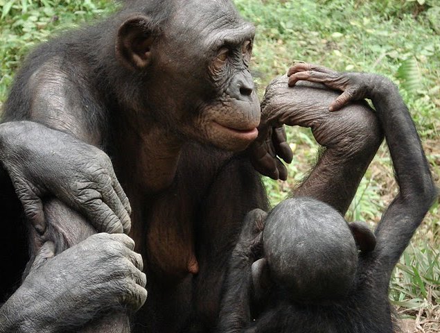 Lola Ya Bonobo Sanctuary Near Kinshasa Democratic Republic Of The Congo Blog Information