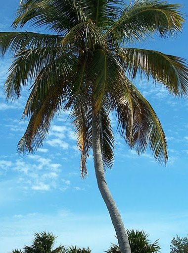 Romantic getaway in Florida Florida Keys United States Diary Photography