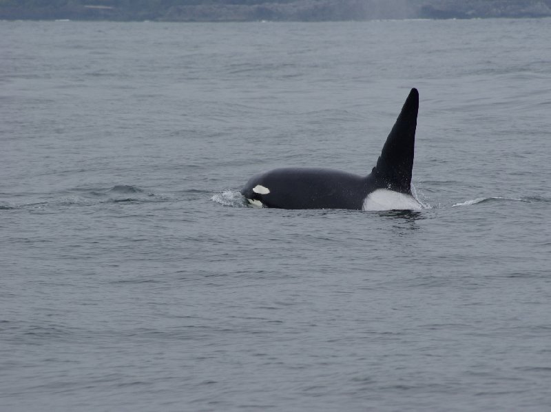 Vancouver Island orca watching Canada Photographs