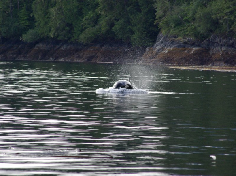 Vancouver Island orca watching Canada Trip Pictures