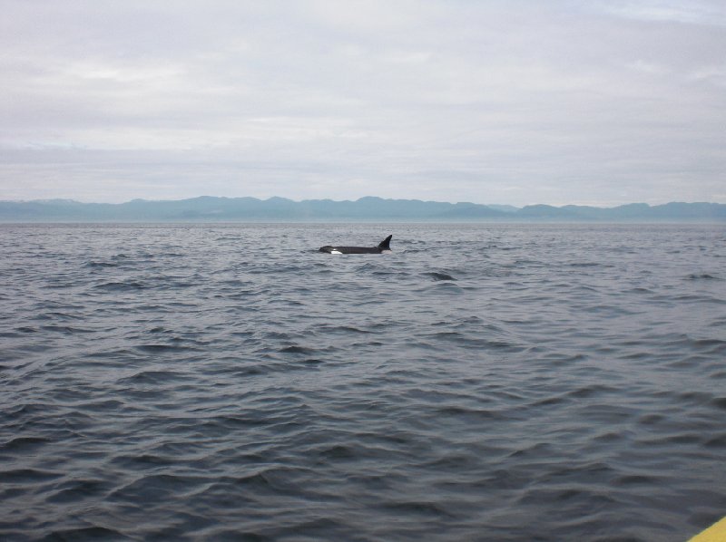 Vancouver Island orca watching Canada Travel Tips