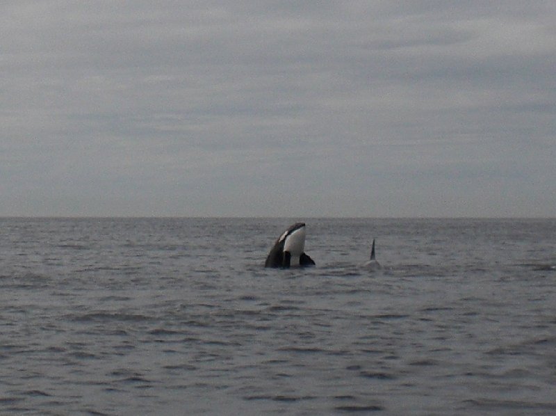 Vancouver Island orca watching Canada Holiday Review