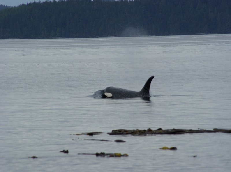 Vancouver Island orca watching Canada Diary Tips