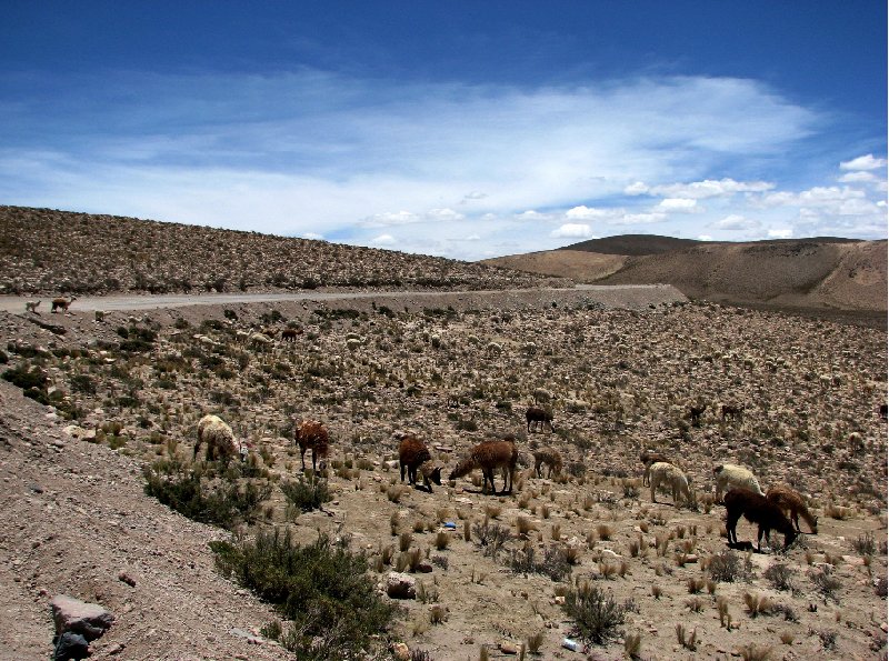 From Arequipe to Chivay and Colca Canyon Peru Diary Photo