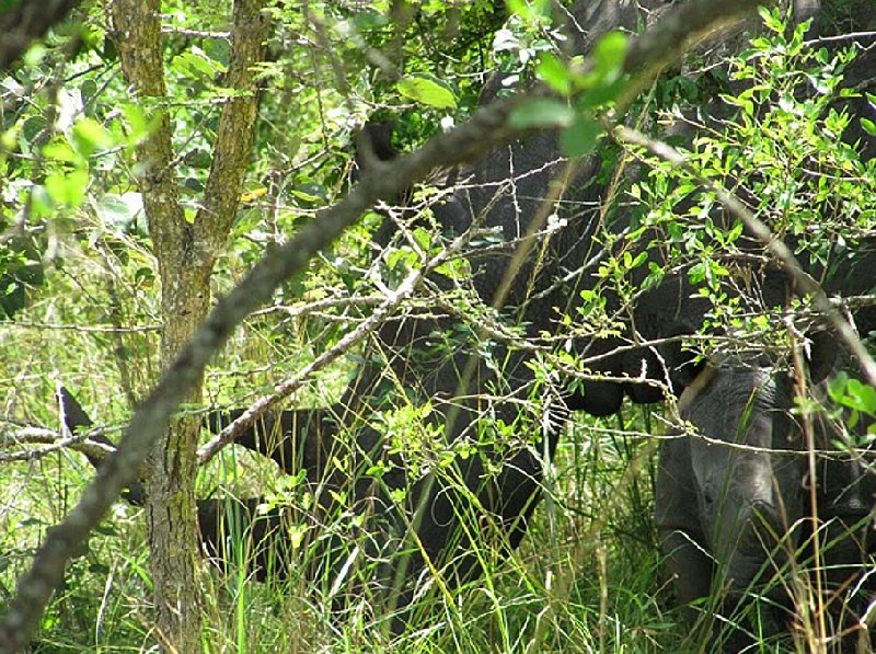 Ziwa Rhino Sanctuary Uganda Nakasongola Travel Picture