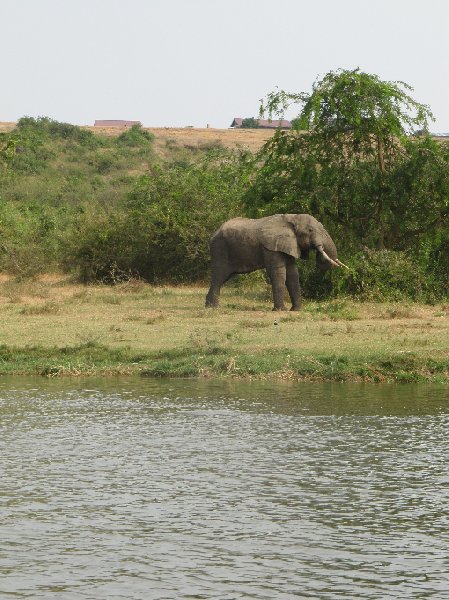 Photo Uganda wildlife safari Kasese