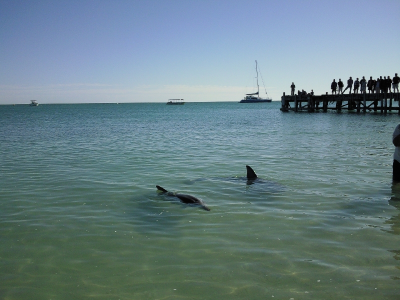 Feeding at Monkey Mia Dolphin Resort Australia Photo Sharing