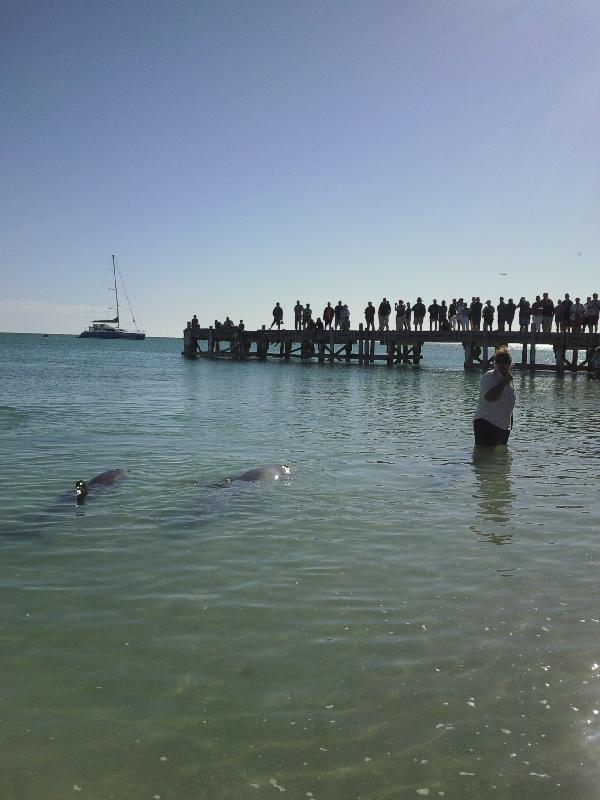 Feeding at Monkey Mia Dolphin Resort Australia Review Photo