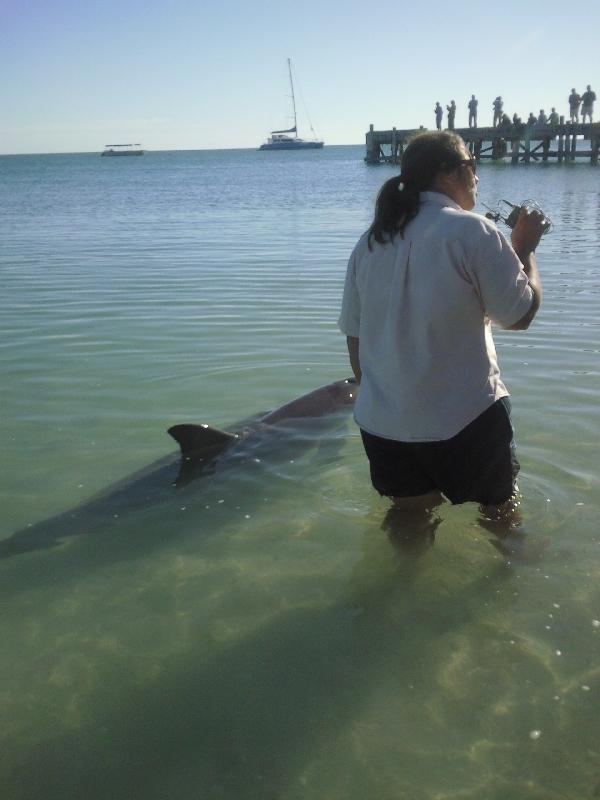 Photo Feeding at Monkey Mia Dolphin Resort Broome